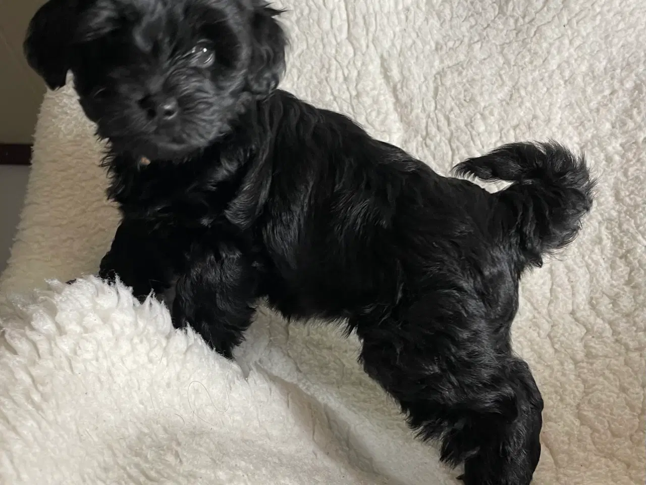 Billede 6 - Yorkiepoo hvalpe 