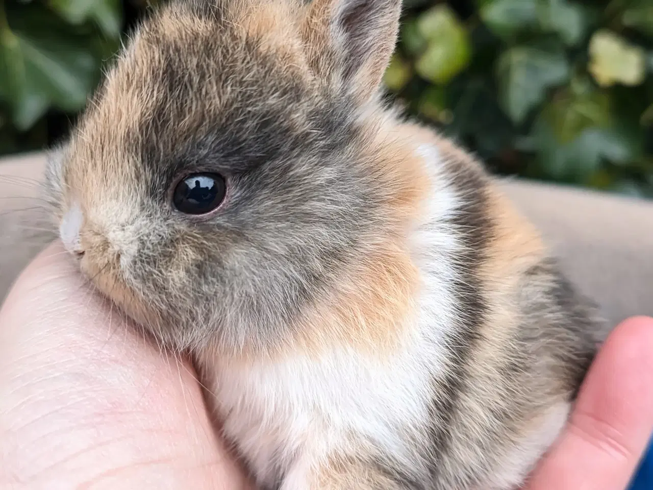 Billede 5 - Hermelin kaninunge sælges 