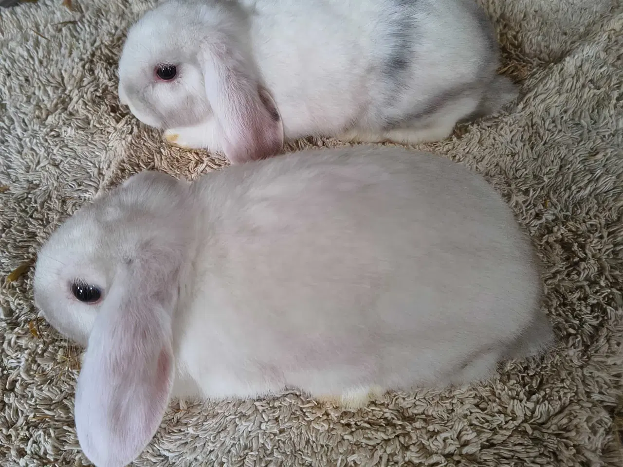 Billede 1 - Mini lop på 8 uger 