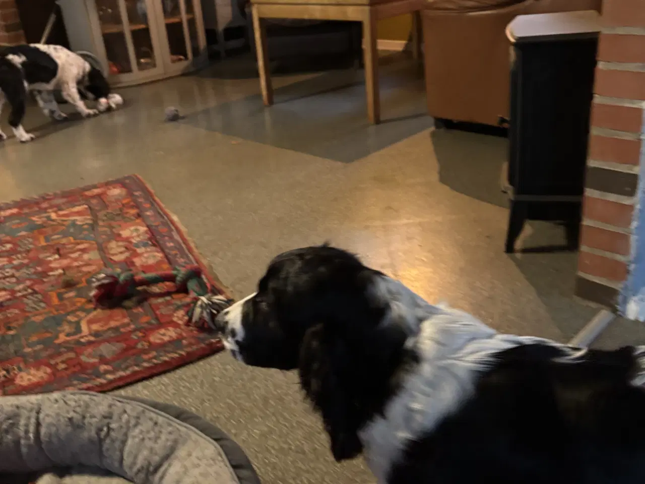 Billede 2 - Engelsk Springer Spaniel