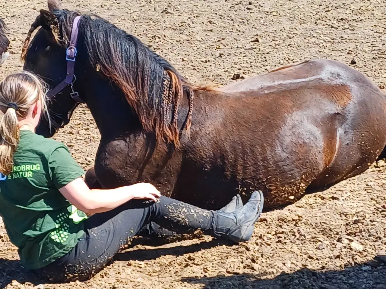 Billede 5 - 1 årig Jyskhest hingst sælges