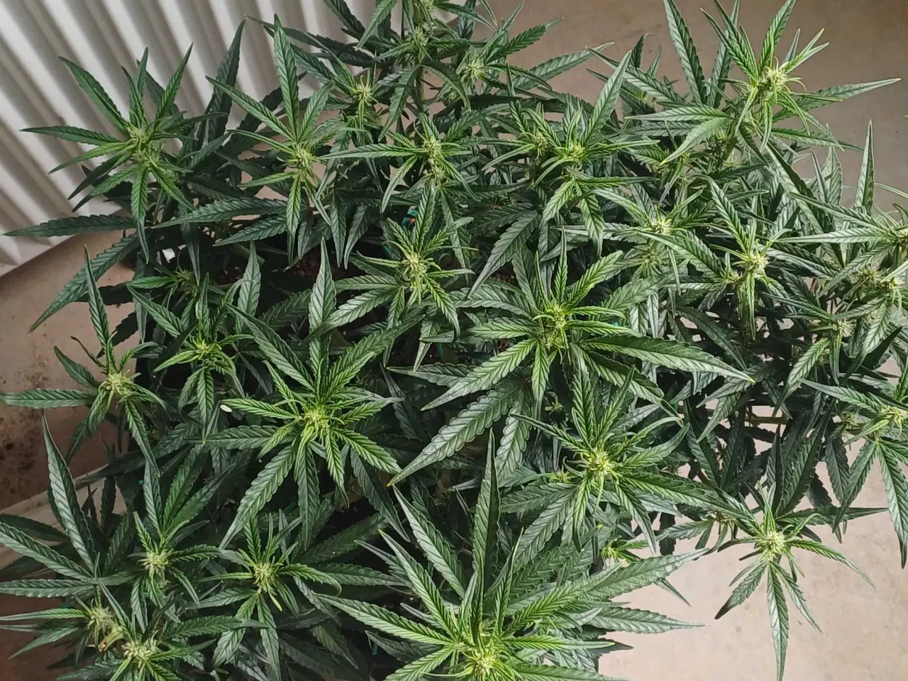 Billede 7 - Grolys 220wx2 nyt sæt m 80x80 telt