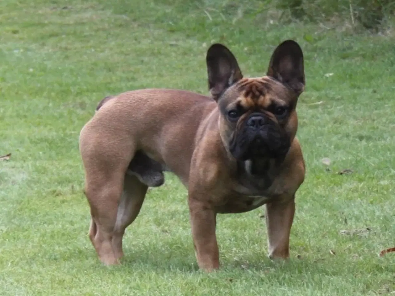 Billede 4 - Fransk Bulldog, Hanhund, 2 år 