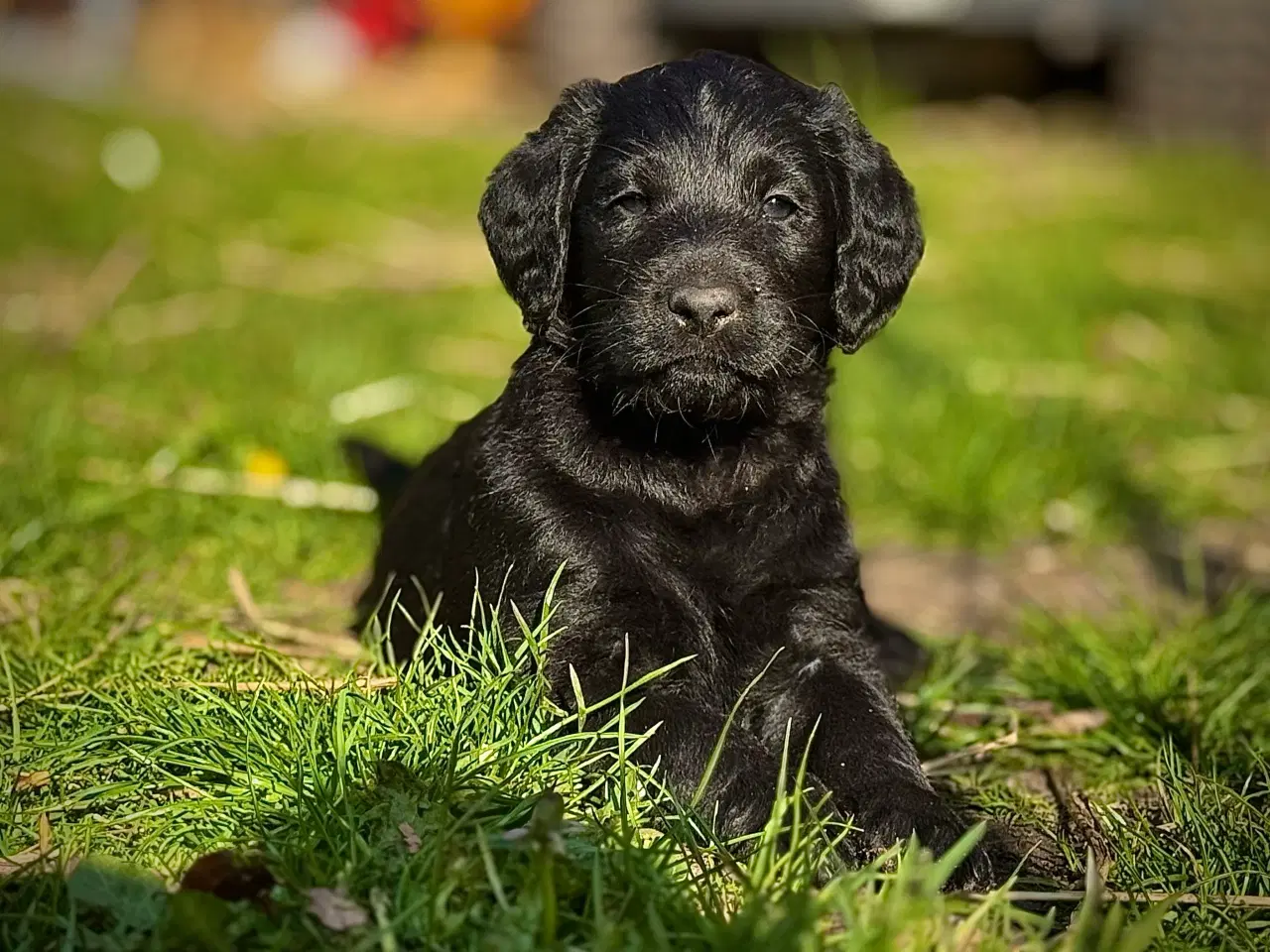Billede 2 - Labradoodle hvalpe 