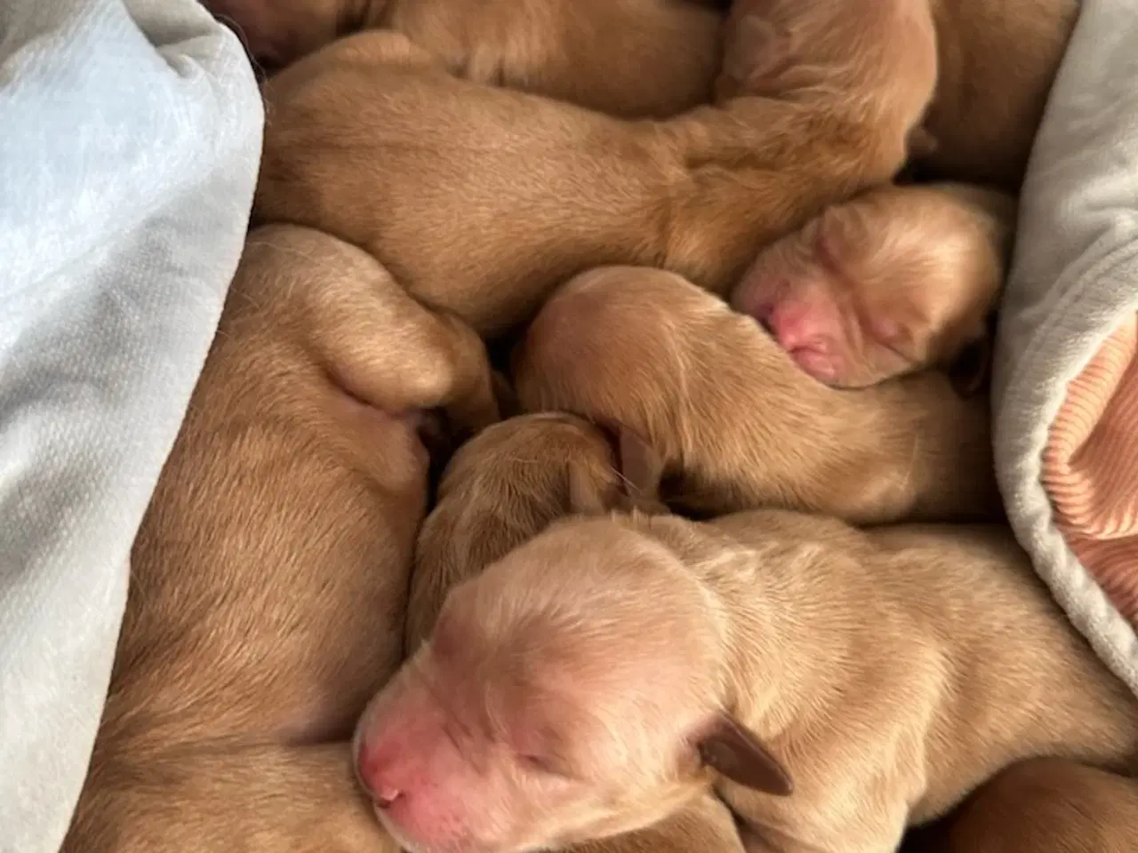 Billede 6 - Golden retriever hvalpe