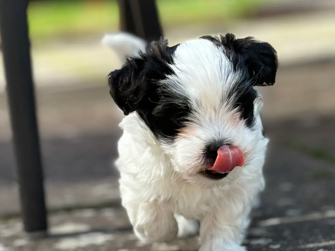 Billede 1 - Skøn lille Boomer fyr shih tzu/malteser