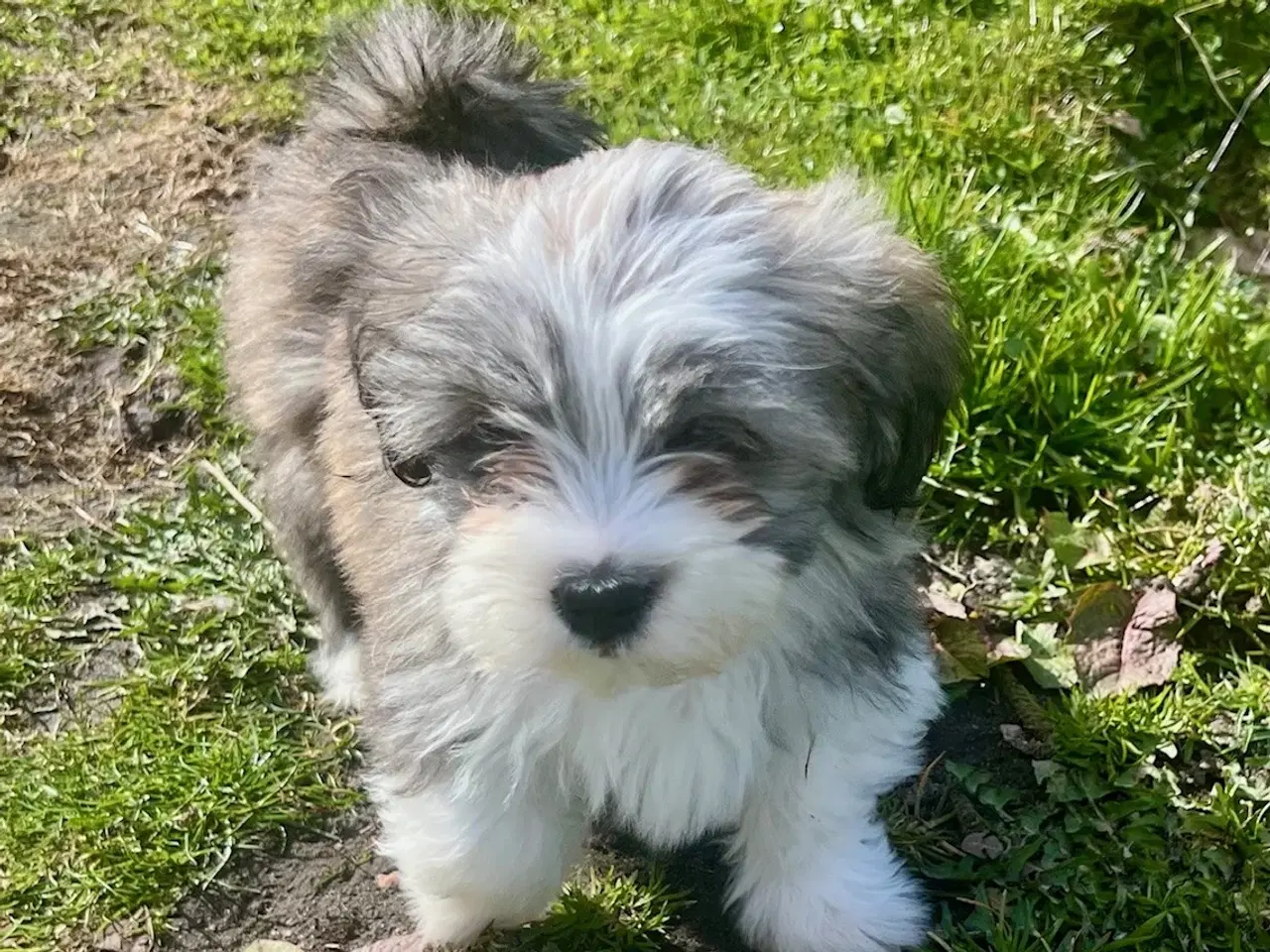 Billede 1 - Skønneste og gladeste tævehvlap