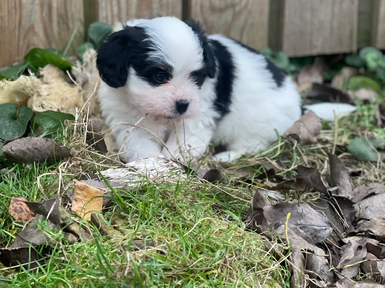 Billede 3 - Cavalier Kings Charles Spaniel/Cavachon 