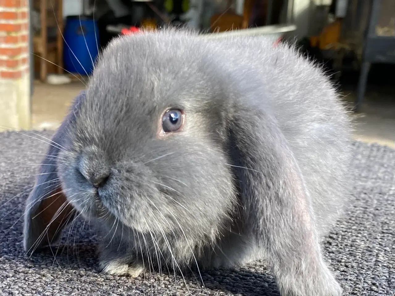 Billede 5 - FRANSK VÆDDER HUN BLÅ