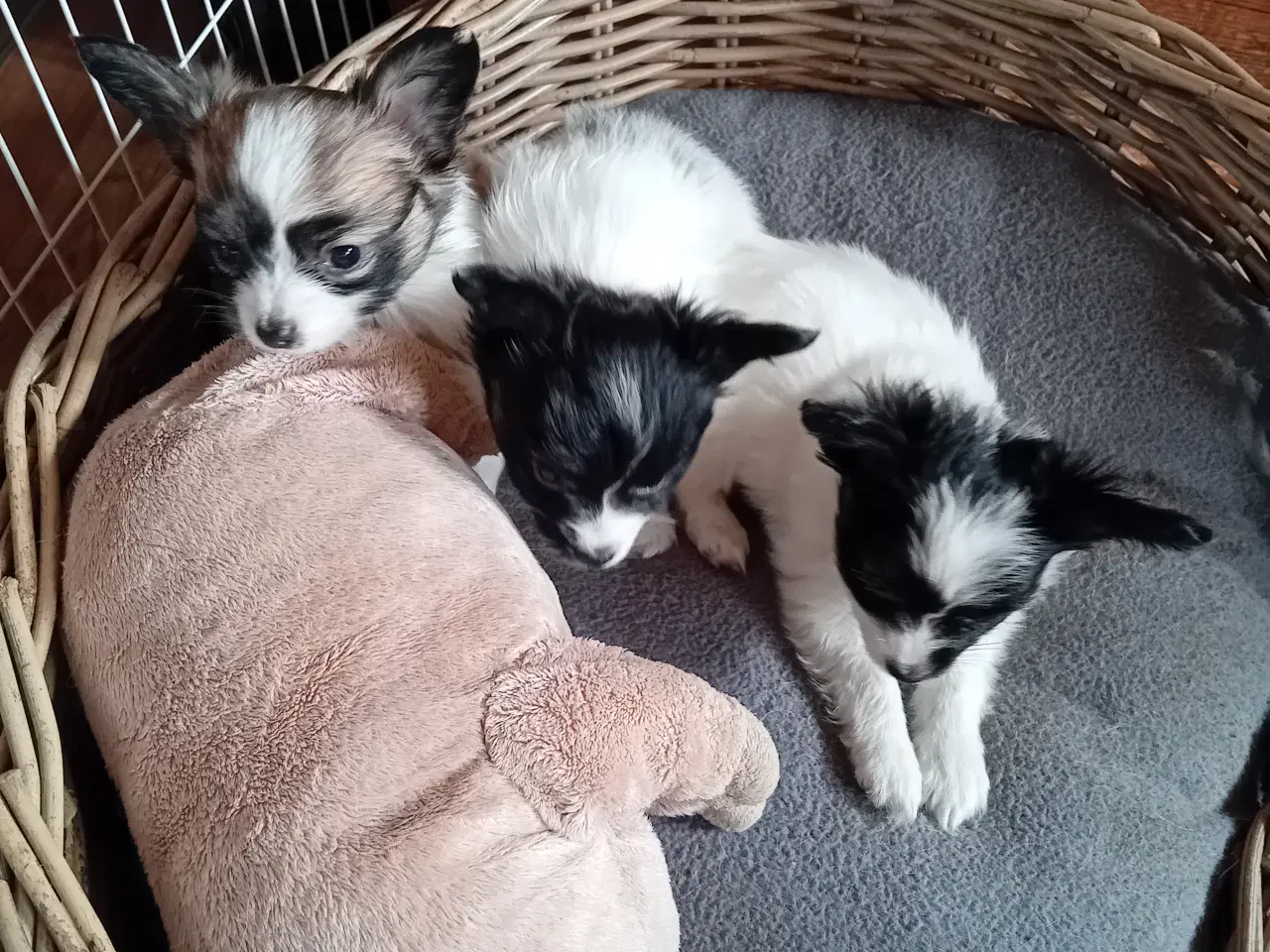 Billede 3 - Papillon hvalpe