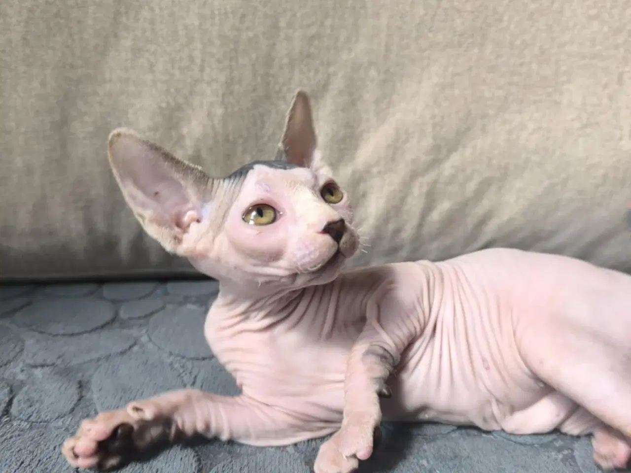 Billede 5 - 3 af de Sødeste SPHYNX killinger