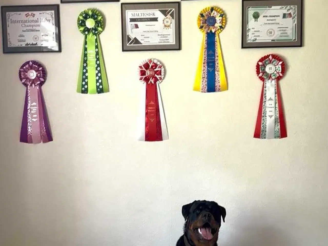 Billede 6 - Rottweiler han 