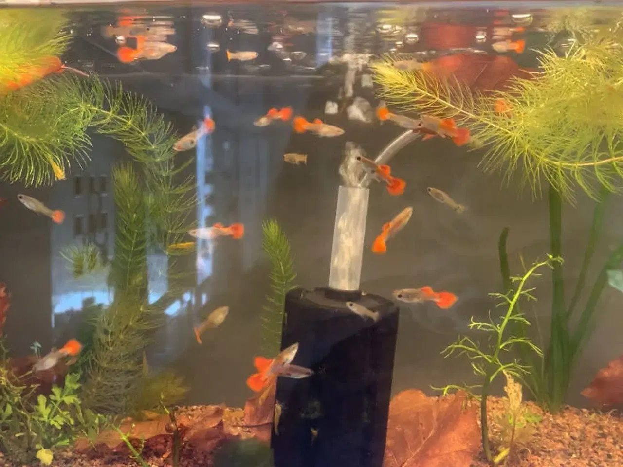 Billede 1 - Platinium red blue guppy renstammet