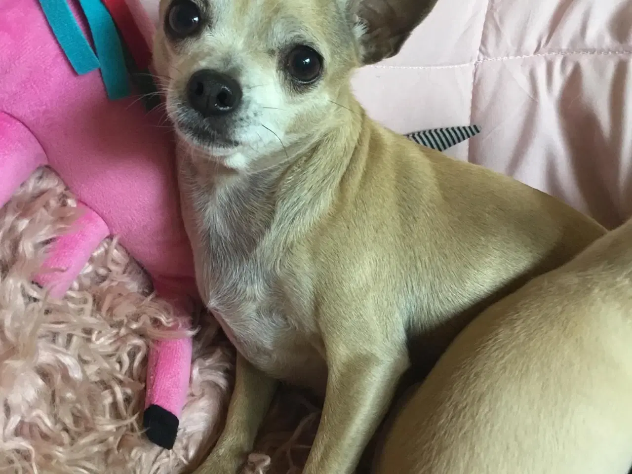 Billede 12 - Dejlige små chihuahua bl.a. hvalpe