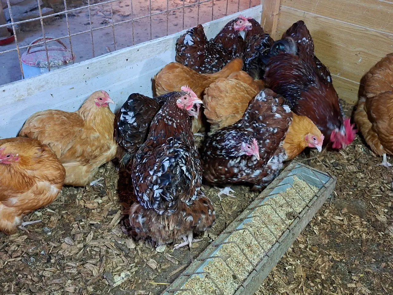 Billede 3 - Dværghøns