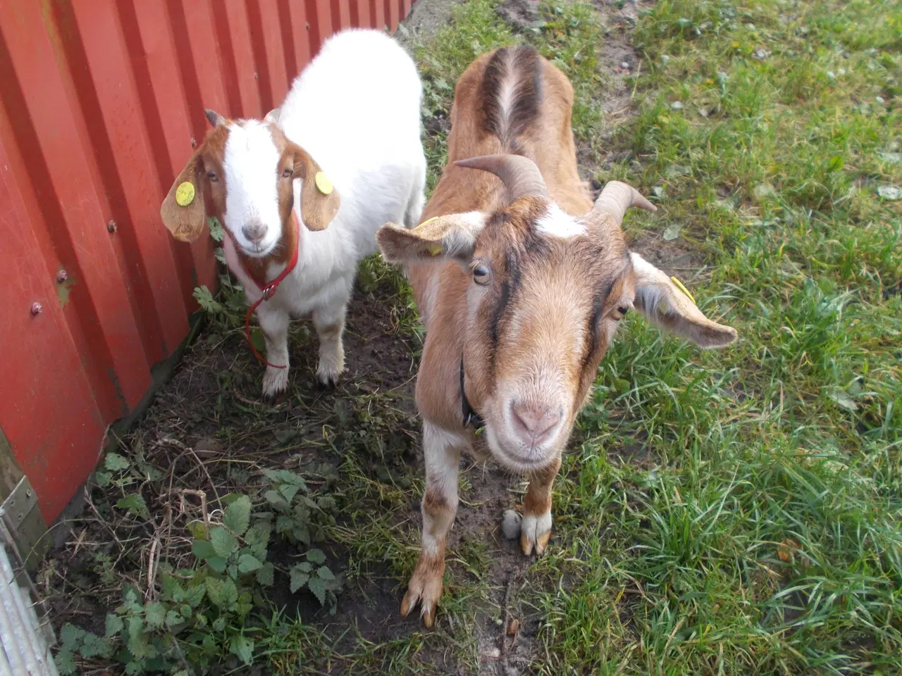 Billede 2 - dværgged