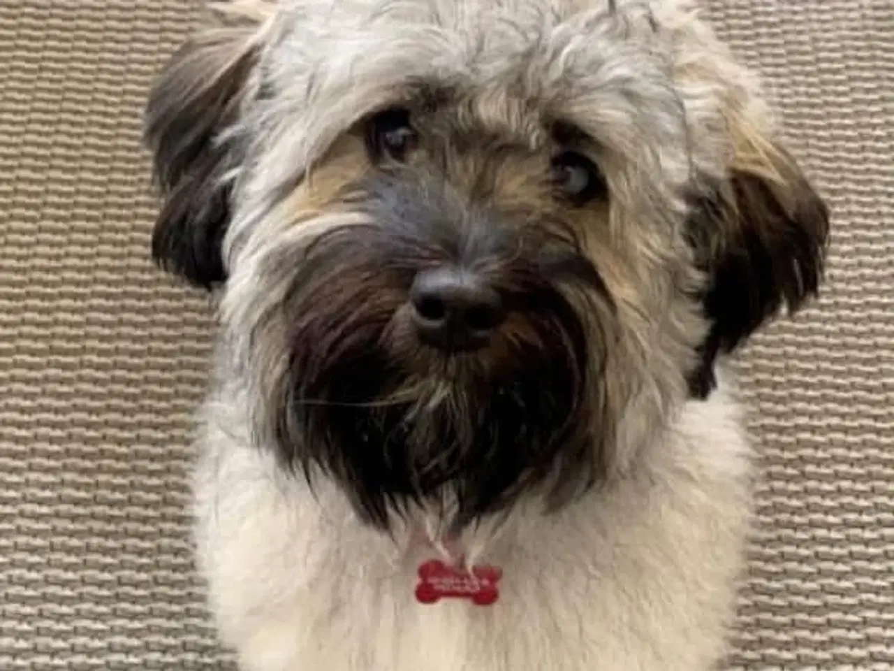 Billede 10 - Bichon havanais 2 hunner og 2 hanner 