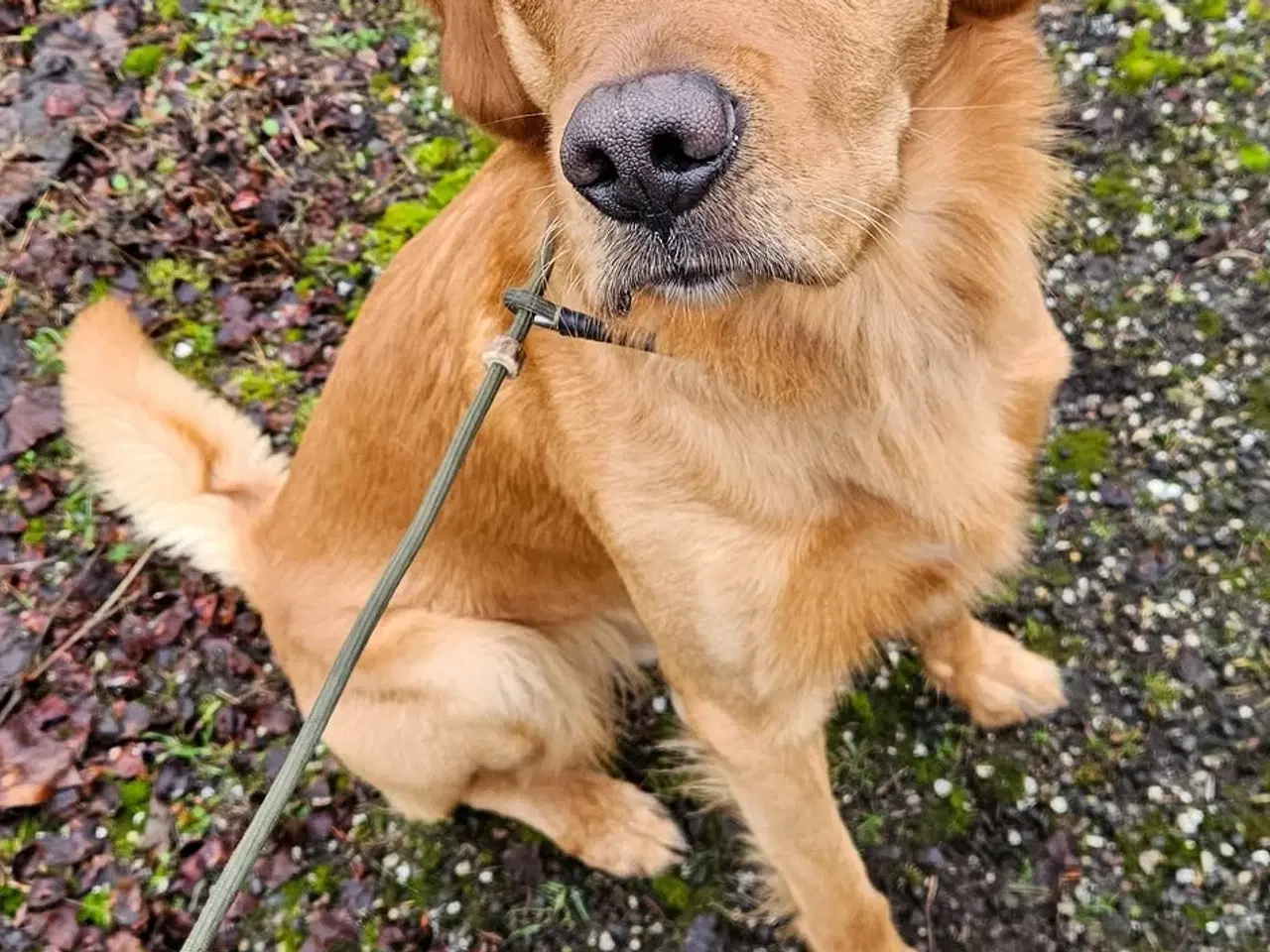 Billede 3 - Golden Retriever tilbydes til avl