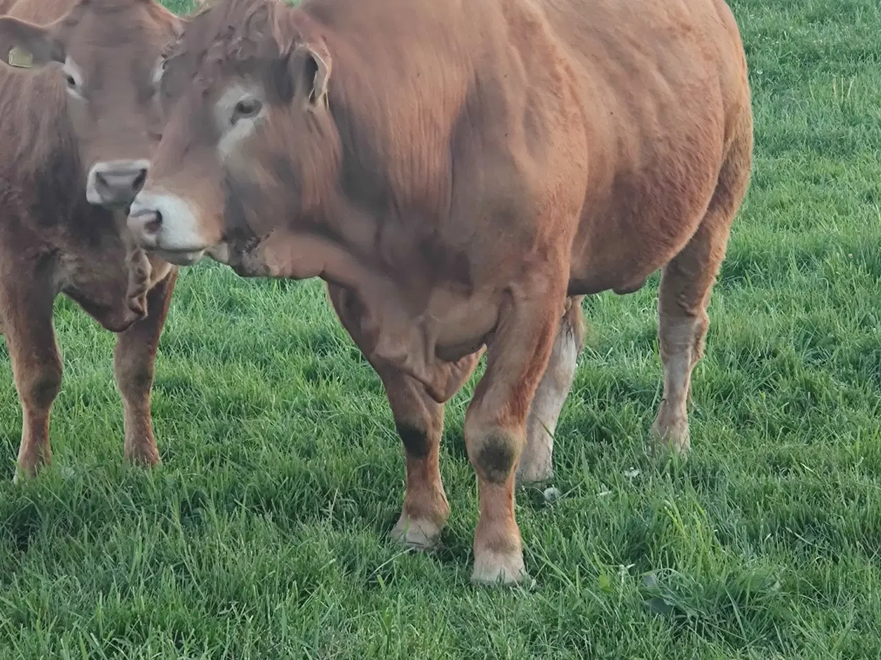 Billede 1 - Limousine Besætning 