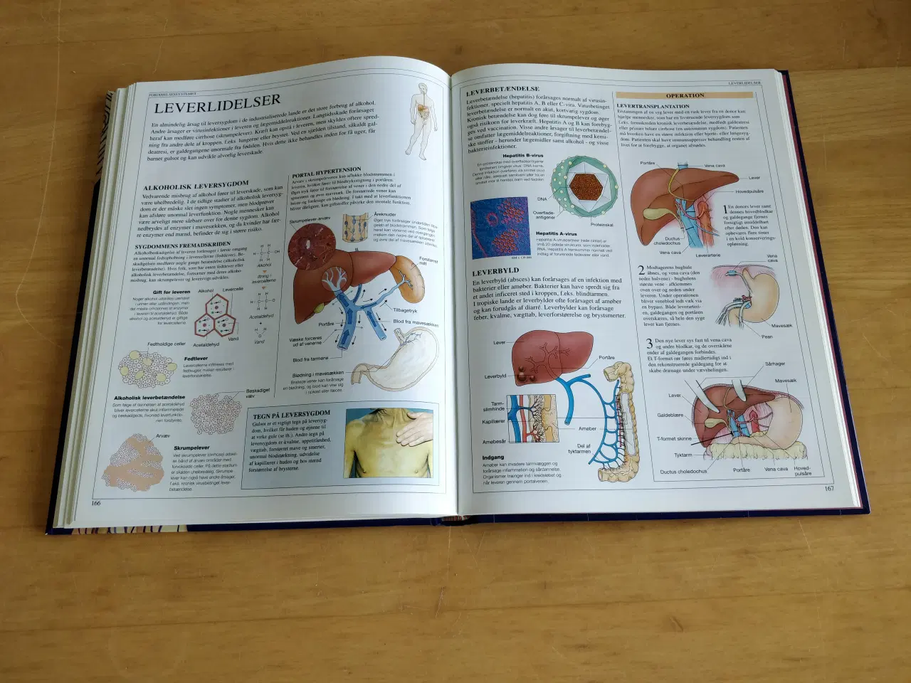 Billede 3 - Anatomisk Atlas
