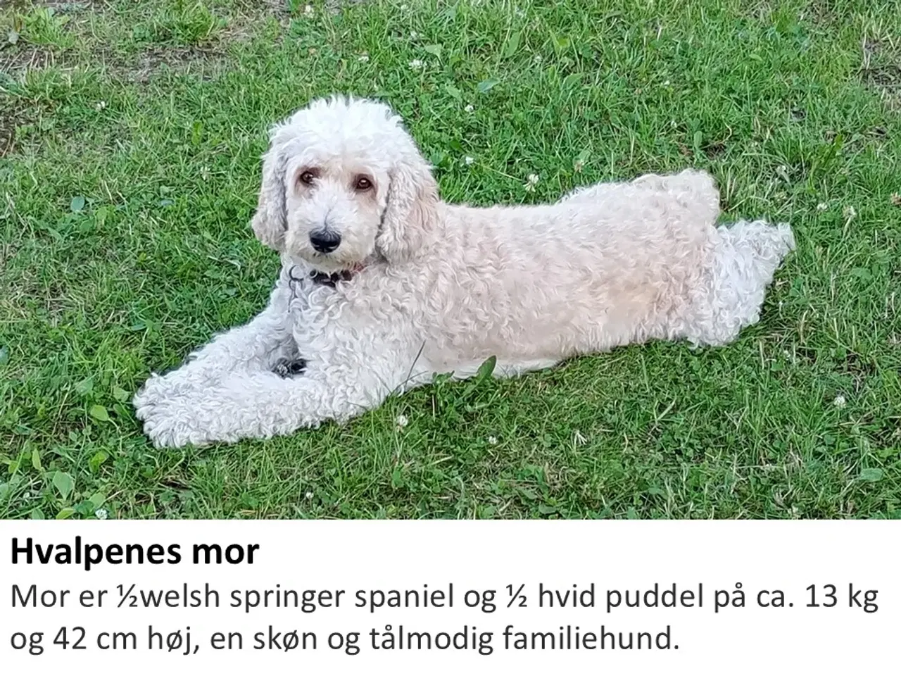 Billede 3 - Springerdoodle hvalpe