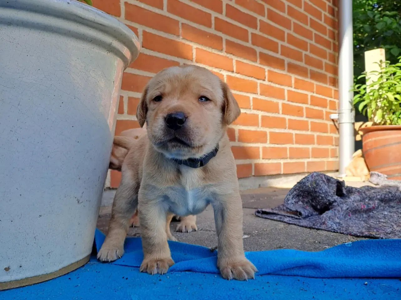 Billede 3 - Labrador hvalpe Sælges 