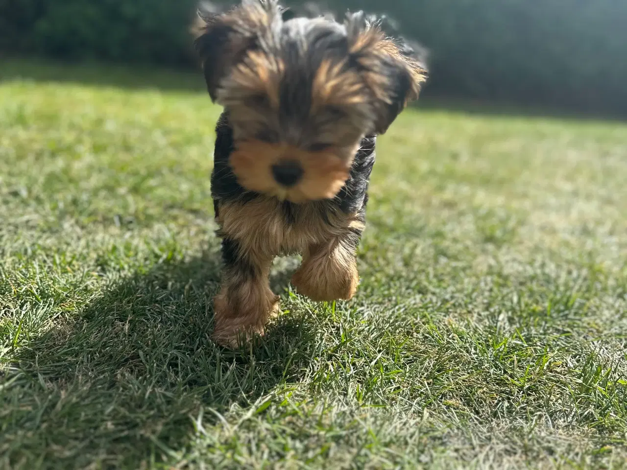 Billede 3 - Yorkshire terrier tæve