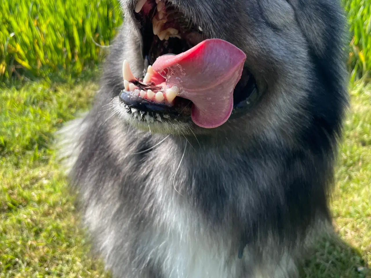 Billede 5 - Samojede/alaskan malamute