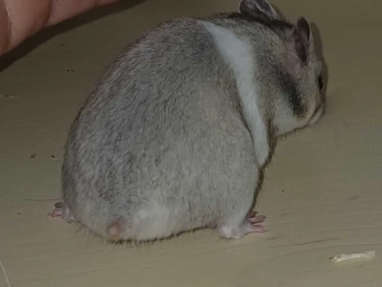 Billede 4 - Guldhamster unger