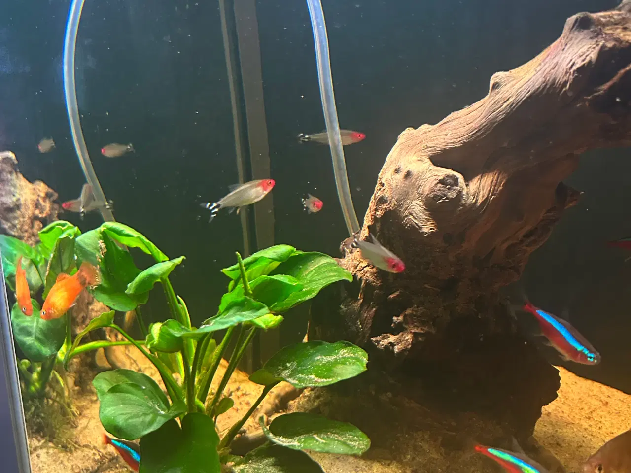 Billede 11 - Fineste akvarie + indhold sælges.