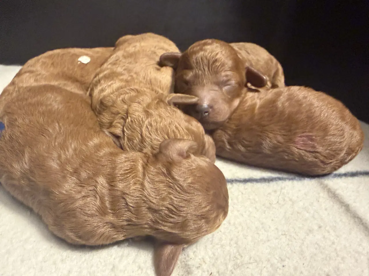 Billede 4 - 🐾maltipoo miniature 🩷februar 💙marts 🐾