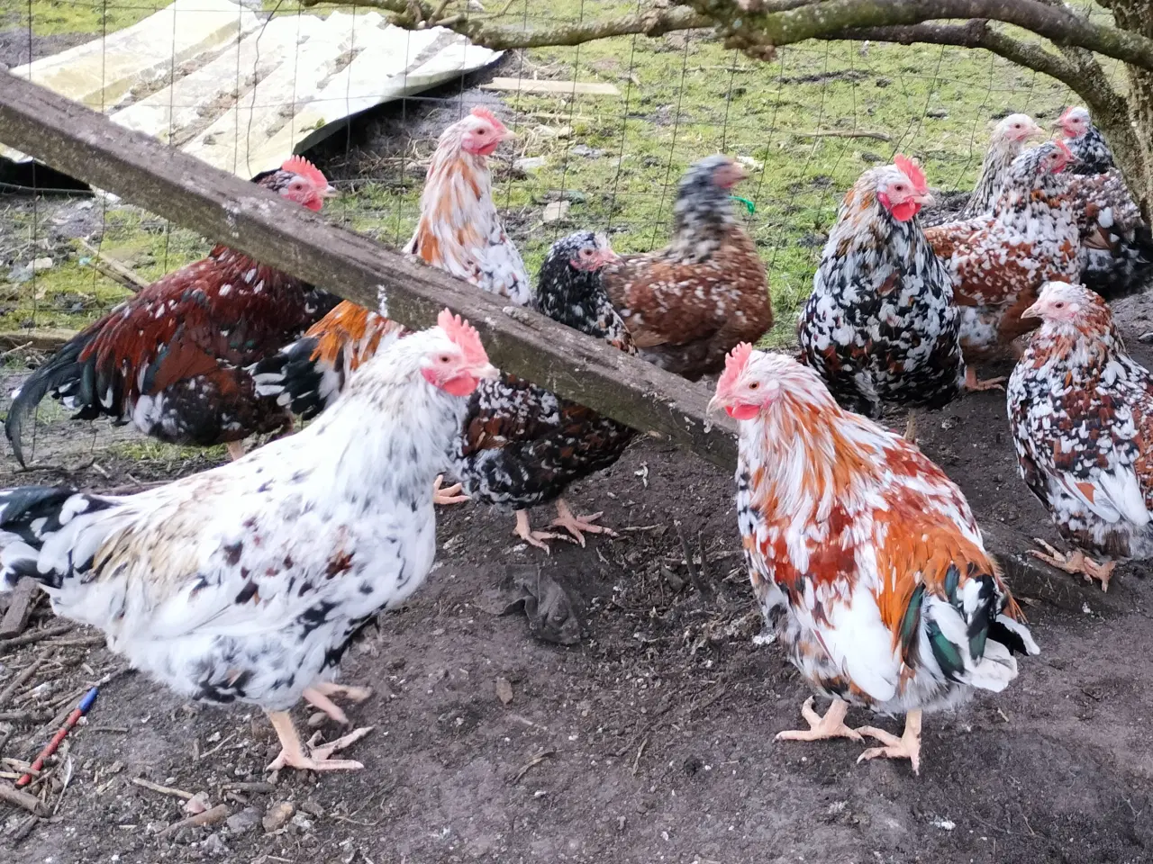 Billede 1 - Skånske Blomster HANER