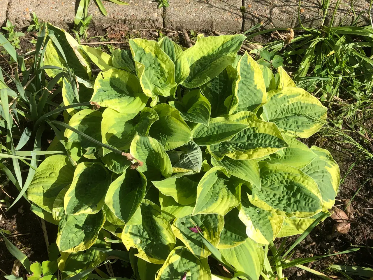 Billede 2 - Hosta og tusindstråle