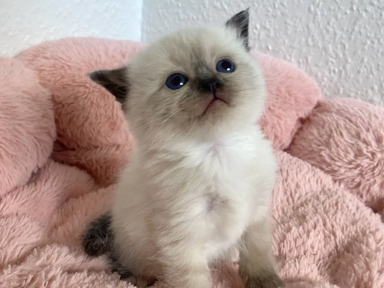 Billede 6 - Smukke og kærlige killinger-scottish fold blanding