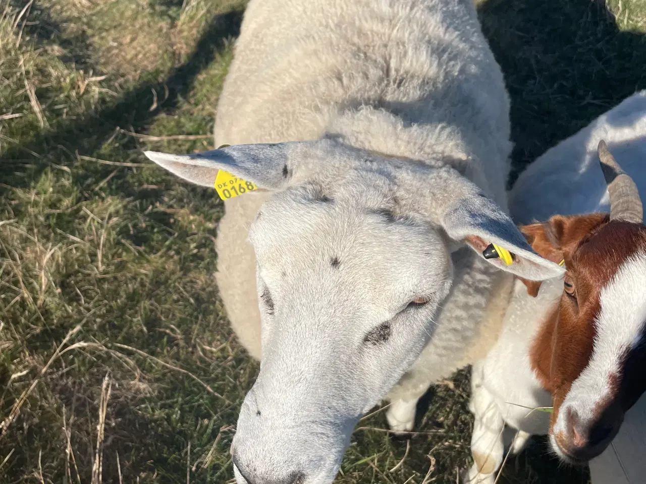 Billede 4 - Texel får og vædder