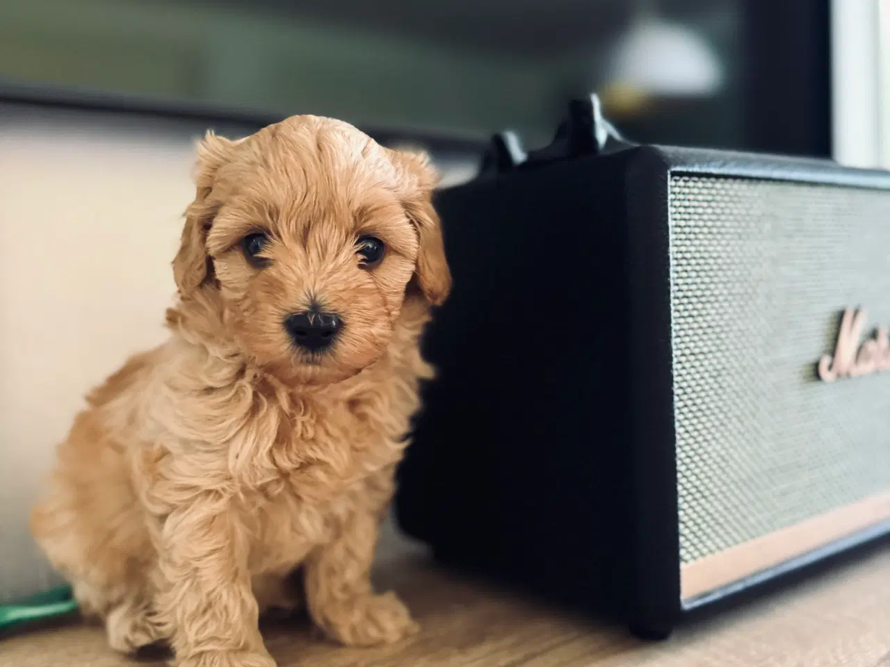 Billede 3 - 🌟🐶 Havapoo-hvalpe – klar til nye hjem fra 8.10