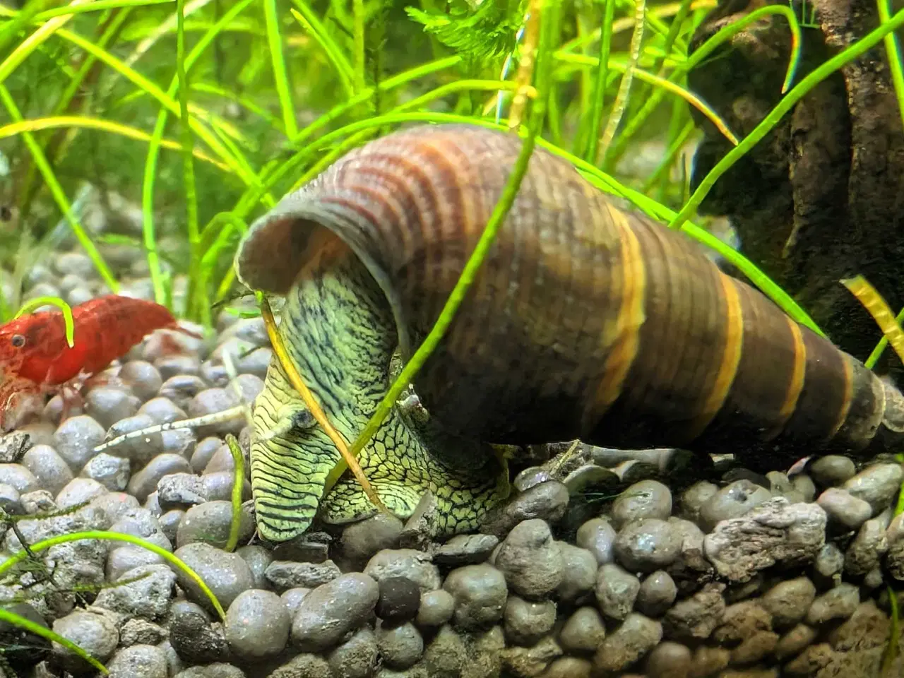 Billede 3 - Tylomelania (Elefantsnegl) sælges