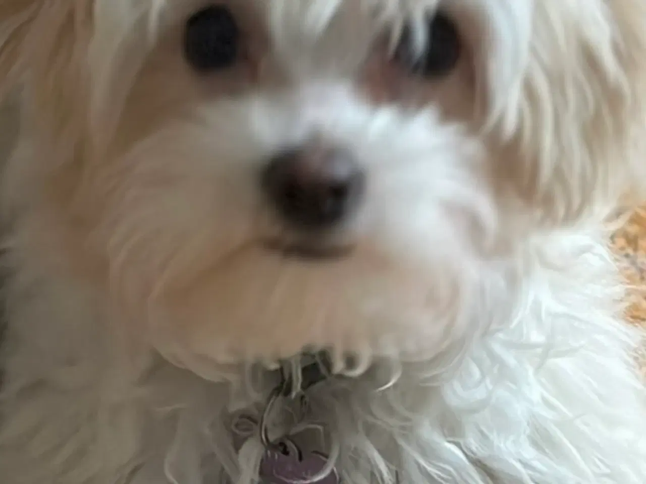 Billede 3 - Blanding af maltesere og yorkshire terrier