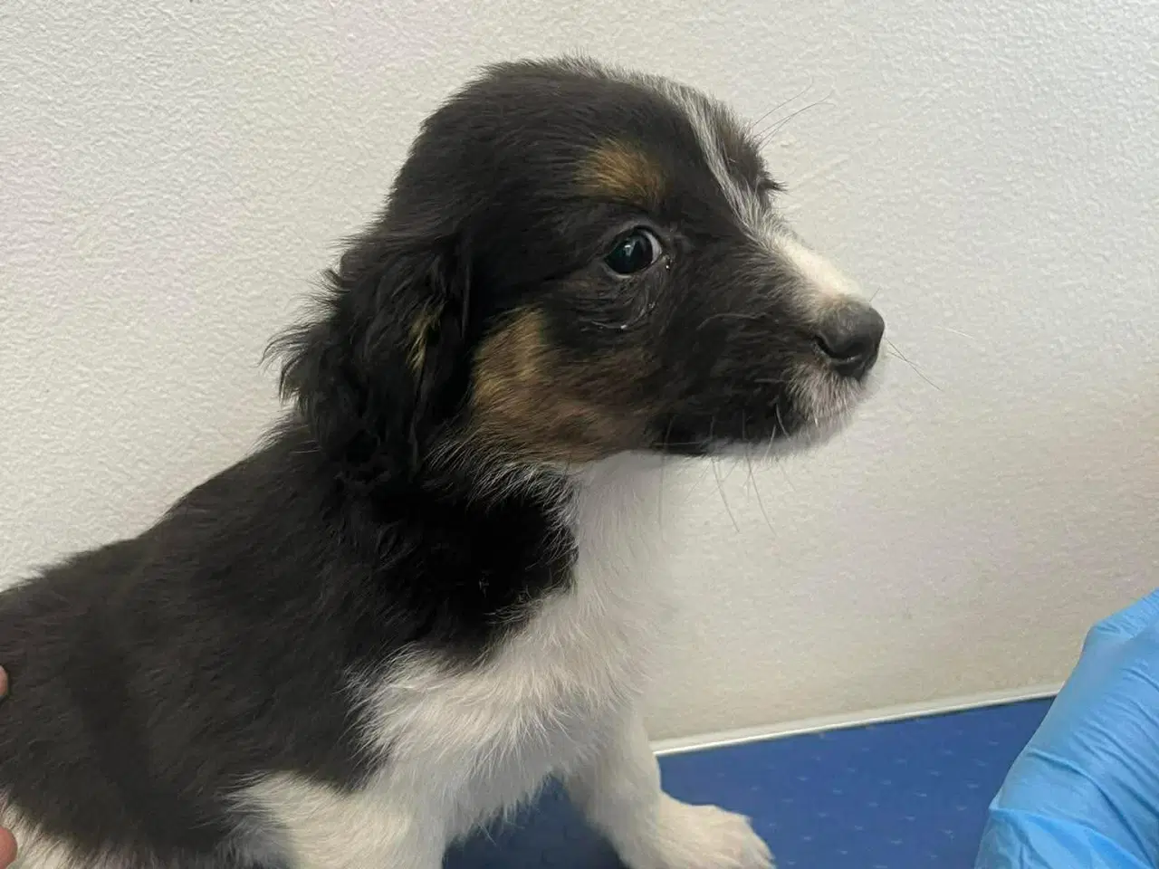 Billede 9 - Skønne Nuri søger et kærligt hjem