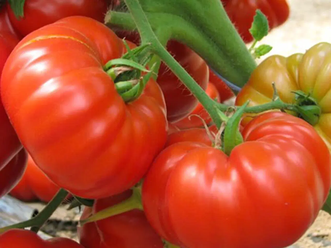Billede 7 - Tomatplanter mange forskellige