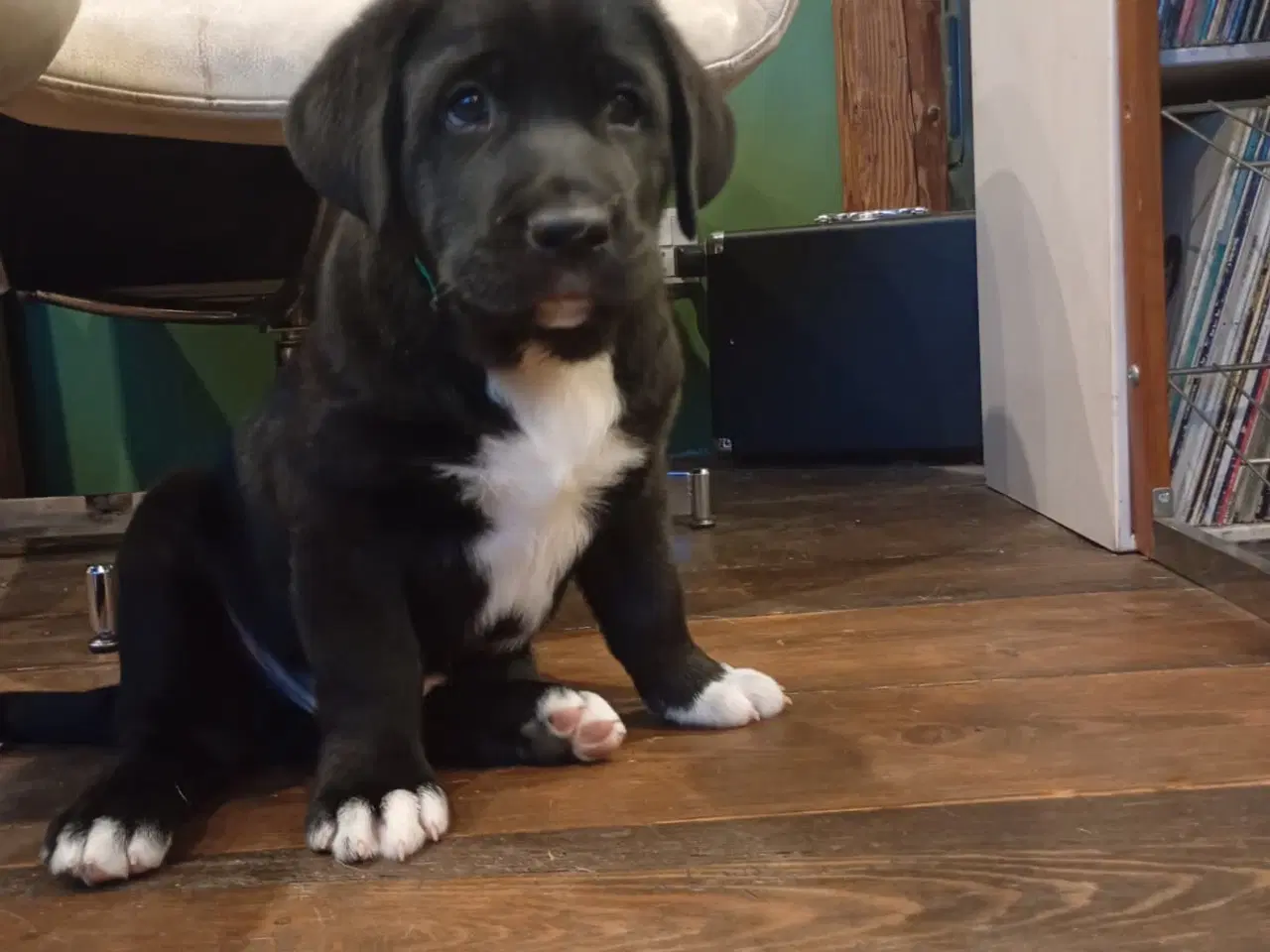 Billede 2 - Bull Terrier blanding 