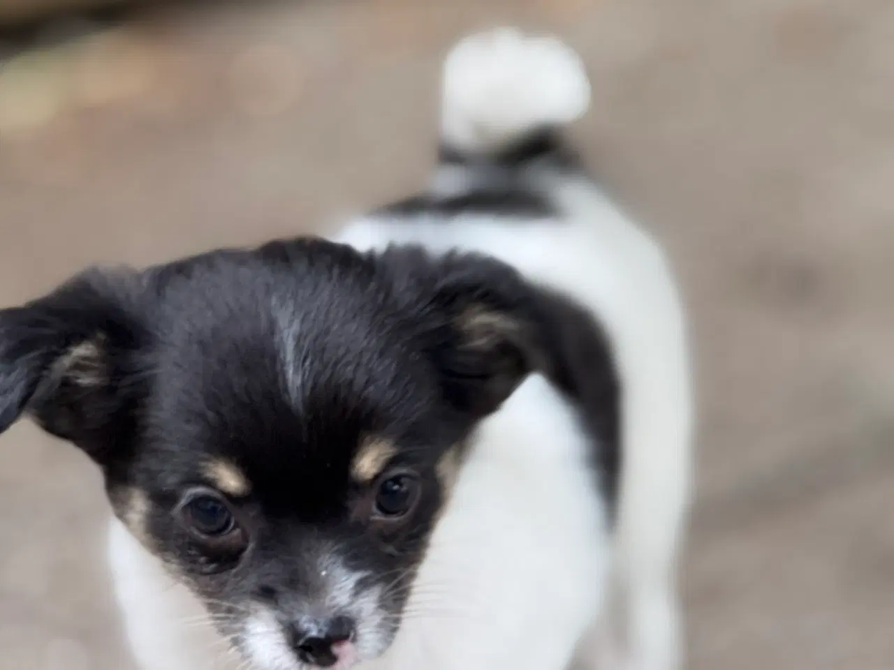 Billede 13 - Chihuahua hvalpe 