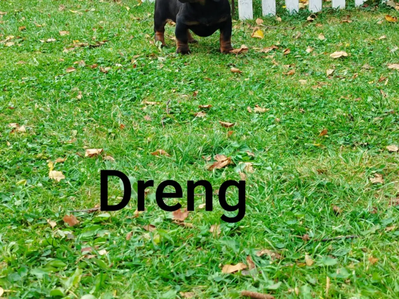 Billede 4 - Gravhunde hvalpe korthåret ( Hanner )