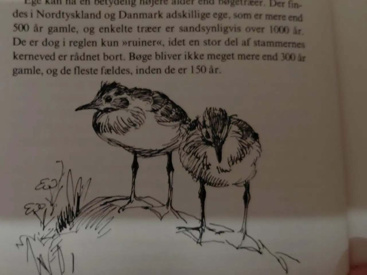 Billede 3 - Antik - Årstiderne 1 - 4 