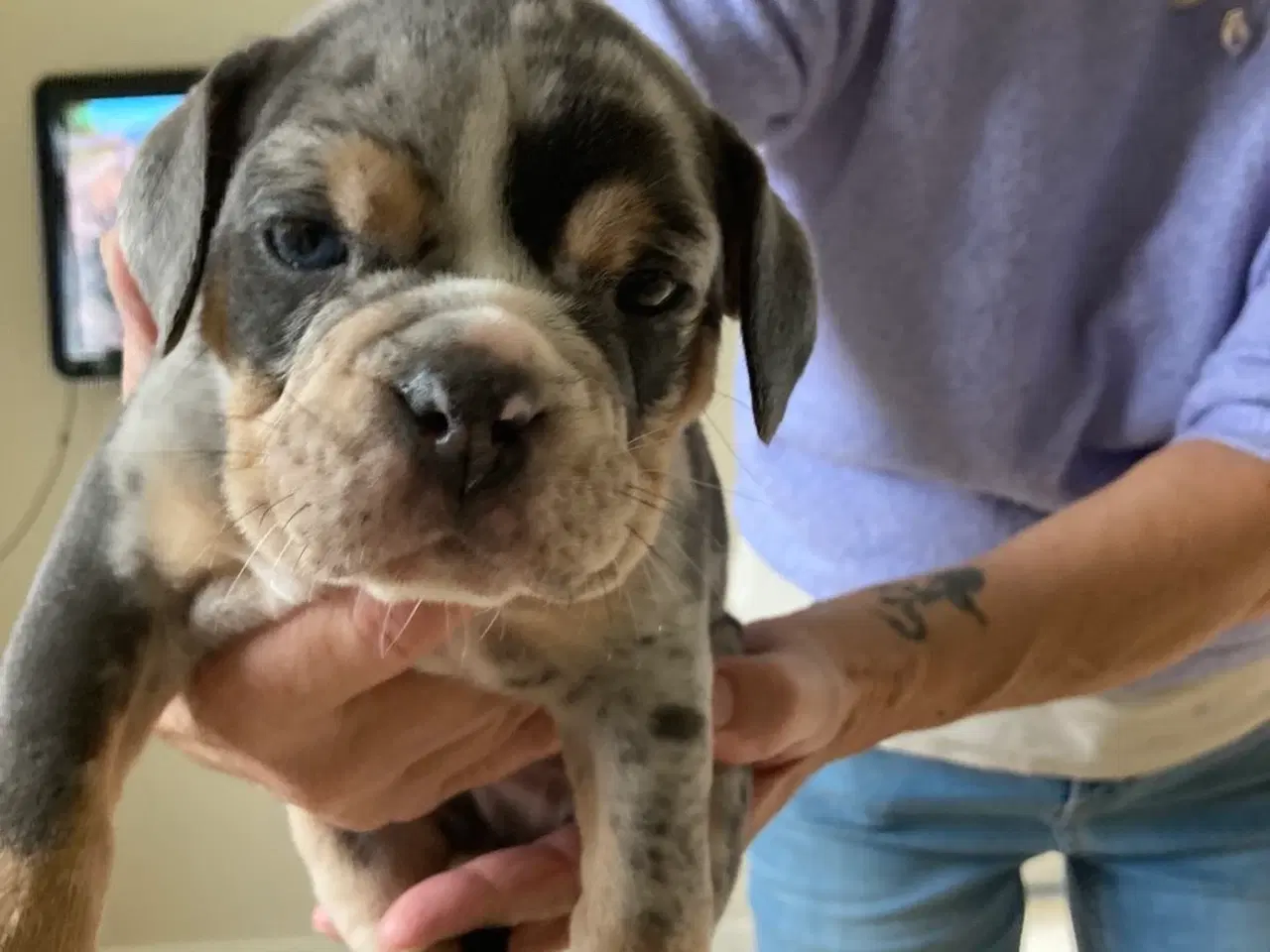 Billede 1 - OEB hvalp Merle med blå øjne 