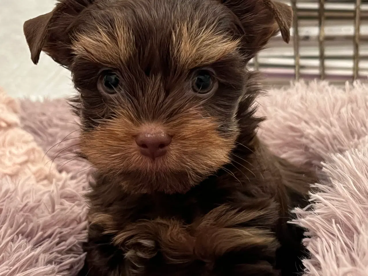 Billede 10 - Chokolade Yorkshire Terrier