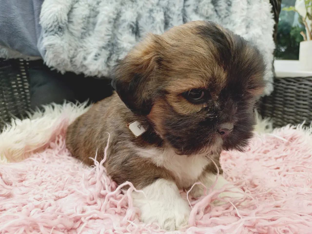 Billede 4 - Lhasa apso med stambog
