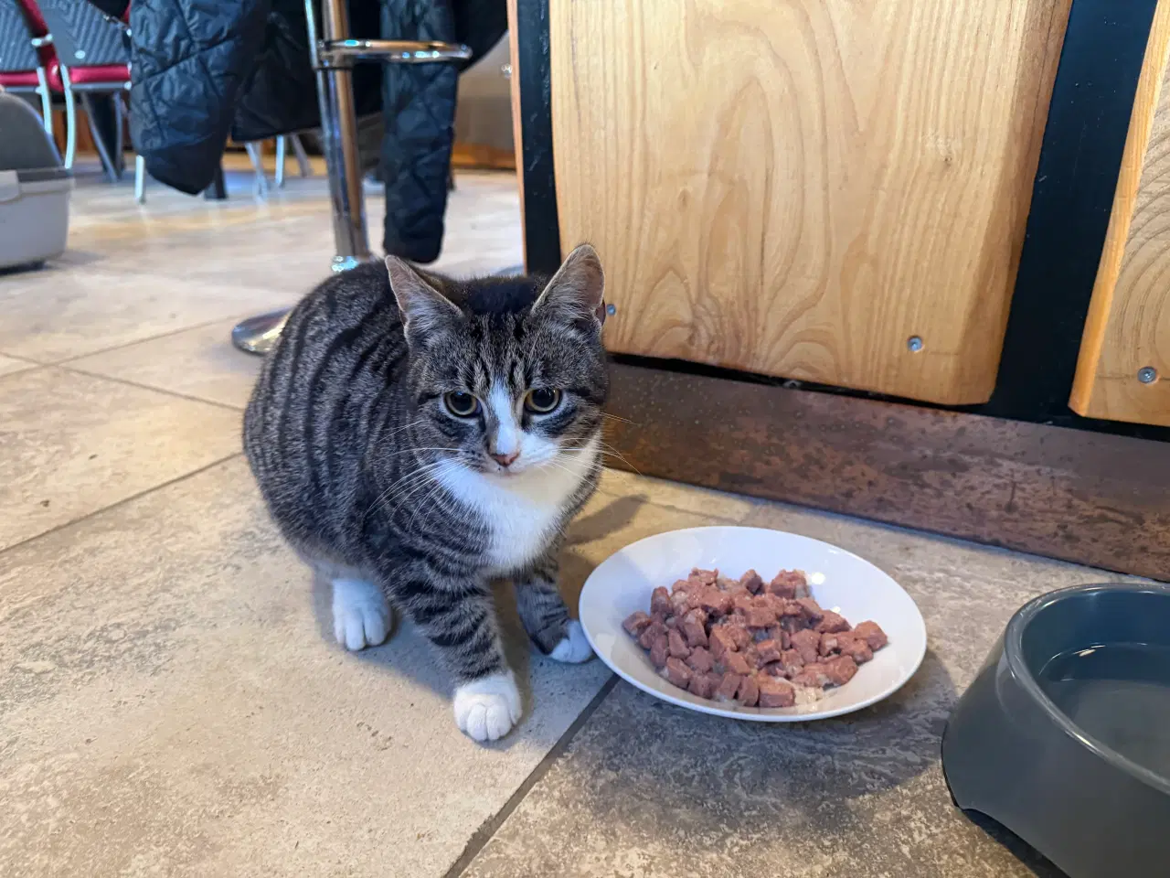 Billede 1 - Sød hankat