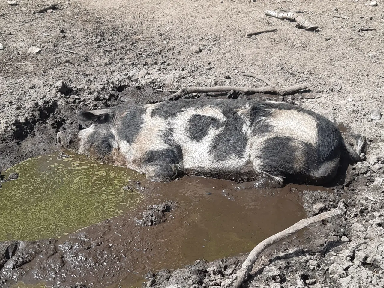 Billede 2 - Sortbroget Landrace gris