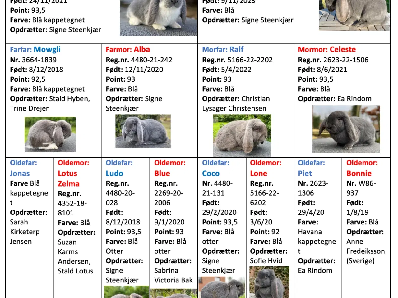 Billede 2 - FRANSK VÆDDER HUN BLÅ